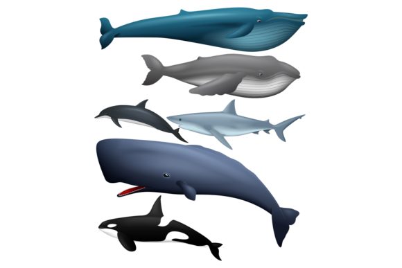 Download Marine Life Animals Clipart - Clipart Collection